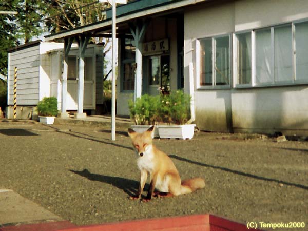 釧網本線塘路駅 キタキツネ